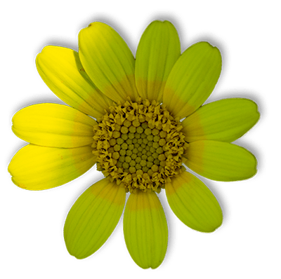 Yellow Flower